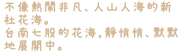 七股花海：【台南◍•ᴗ•◍七股】賞花秘境✯私房景點・2014七股花海｜旅途中的偶遇，萬紫千紅百日草