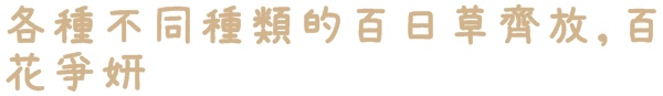七股花海：【台南◍•ᴗ•◍七股】賞花秘境✯私房景點・2014七股花海｜旅途中的偶遇，萬紫千紅百日草