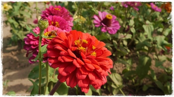 七股花海：【台南◍•ᴗ•◍七股】賞花秘境✯私房景點・2014七股花海｜旅途中的偶遇，萬紫千紅百日草