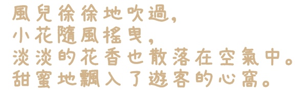 七股花海：【台南◍•ᴗ•◍七股】賞花秘境✯私房景點・2014七股花海｜旅途中的偶遇，萬紫千紅百日草