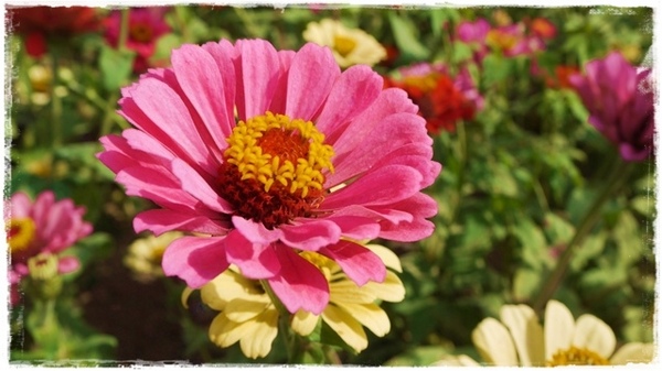 七股花海：【台南◍•ᴗ•◍七股】賞花秘境✯私房景點・2014七股花海｜旅途中的偶遇，萬紫千紅百日草