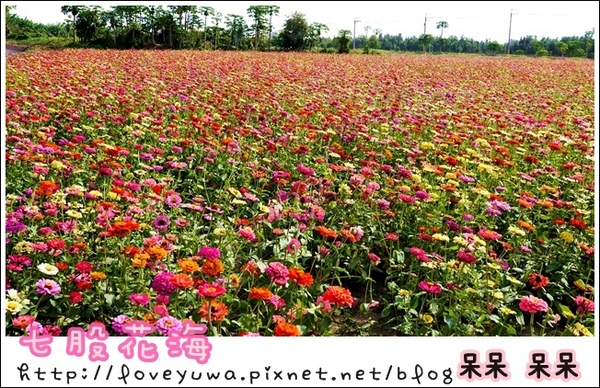 七股花海：【台南◍•ᴗ•◍七股】賞花秘境✯私房景點・2014七股花海｜旅途中的偶遇，萬紫千紅百日草