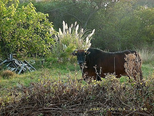 金門風獅爺：開庭遊記(三)~浯州篇