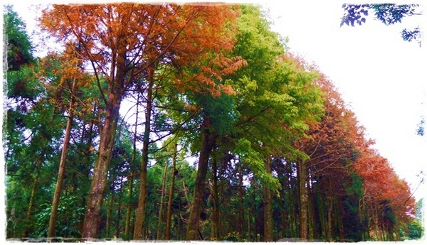 石碇落羽松：【新北◍•ᴗ•◍石碇】塗潭道路✯私房景點・石碇落羽松｜坐落於秘境邊的落羽松大道