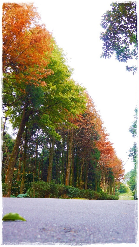 石碇落羽松：【新北◍•ᴗ•◍石碇】塗潭道路✯私房景點・石碇落羽松｜坐落於秘境邊的落羽松大道