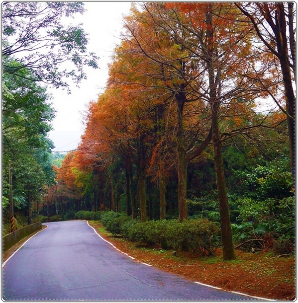 石碇落羽松：【新北◍•ᴗ•◍石碇】塗潭道路✯私房景點・石碇落羽松｜坐落於秘境邊的落羽松大道