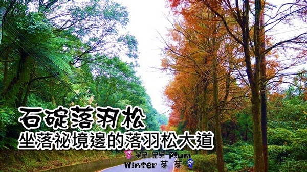 石碇落羽松：【新北◍•ᴗ•◍石碇】塗潭道路✯私房景點・石碇落羽松｜坐落於秘境邊的落羽松大道