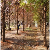 石碇落羽松：【新北◍•ᴗ•◍石碇】塗潭道路✯私房景點・石碇落羽松｜坐落於秘境邊的落羽松大道