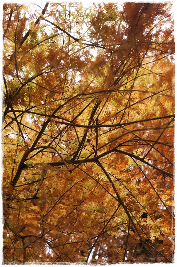 石碇落羽松：【新北◍•ᴗ•◍石碇】塗潭道路✯私房景點・石碇落羽松｜坐落於秘境邊的落羽松大道