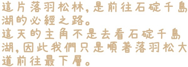 石碇落羽松：【新北◍•ᴗ•◍石碇】塗潭道路✯私房景點・石碇落羽松｜坐落於秘境邊的落羽松大道