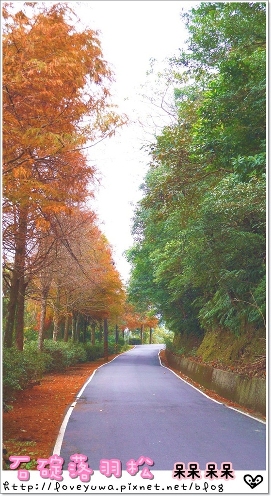 石碇落羽松：【新北◍•ᴗ•◍石碇】塗潭道路✯私房景點・石碇落羽松｜坐落於秘境邊的落羽松大道