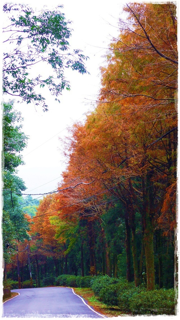 石碇落羽松：【新北◍•ᴗ•◍石碇】塗潭道路✯私房景點・石碇落羽松｜坐落於秘境邊的落羽松大道