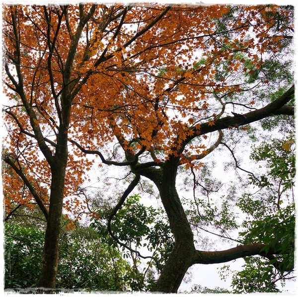 石碇落羽松：【新北◍•ᴗ•◍石碇】塗潭道路✯私房景點・石碇落羽松｜坐落於秘境邊的落羽松大道