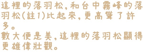 石碇落羽松：【新北◍•ᴗ•◍石碇】塗潭道路✯私房景點・石碇落羽松｜坐落於秘境邊的落羽松大道