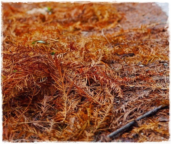 石碇落羽松：【新北◍•ᴗ•◍石碇】塗潭道路✯私房景點・石碇落羽松｜坐落於秘境邊的落羽松大道