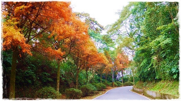 石碇落羽松：【新北◍•ᴗ•◍石碇】塗潭道路✯私房景點・石碇落羽松｜坐落於秘境邊的落羽松大道