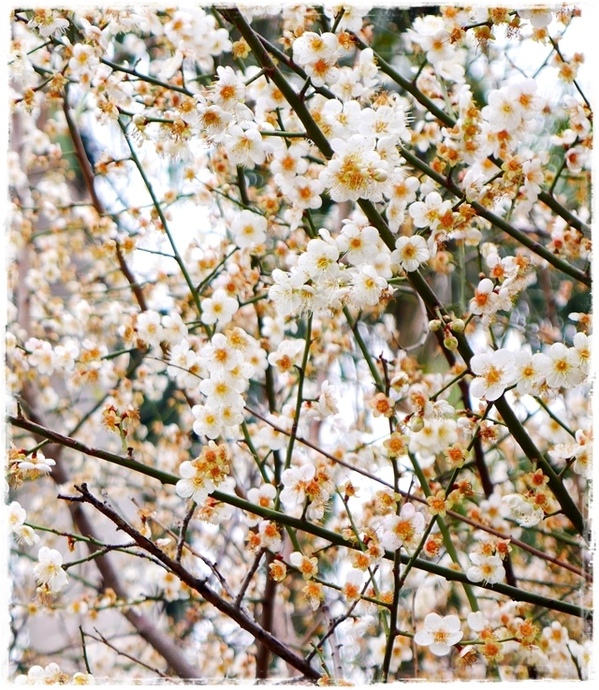 臺北孔廟:【台北◍•ᴗ•◍大同】捷運圓山站✯賞梅景點・台北市孔廟文化園區賞梅|雪白梅花的花瓣隨風飄逸,一片梅吹雪