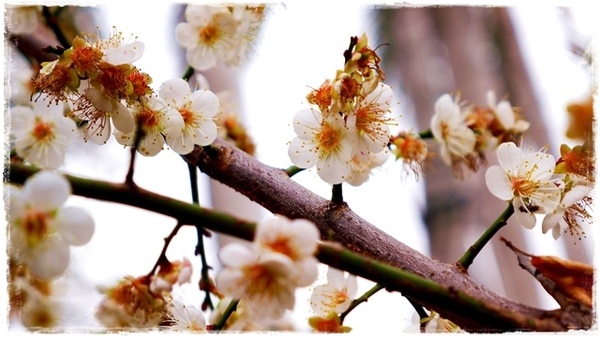 臺北孔廟:【台北◍•ᴗ•◍大同】捷運圓山站✯賞梅景點・台北市孔廟文化園區賞梅|雪白梅花的花瓣隨風飄逸,一片梅吹雪