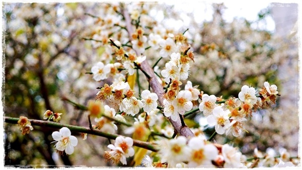 臺北孔廟:【台北◍•ᴗ•◍大同】捷運圓山站✯賞梅景點・台北市孔廟文化園區賞梅|雪白梅花的花瓣隨風飄逸,一片梅吹雪