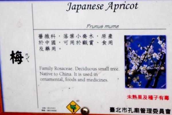 臺北孔廟:【台北◍•ᴗ•◍大同】捷運圓山站✯賞梅景點・台北市孔廟文化園區賞梅|雪白梅花的花瓣隨風飄逸,一片梅吹雪