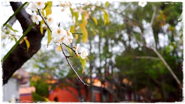 臺北孔廟:【台北◍•ᴗ•◍大同】捷運圓山站✯賞梅景點・台北市孔廟文化園區賞梅|雪白梅花的花瓣隨風飄逸,一片梅吹雪