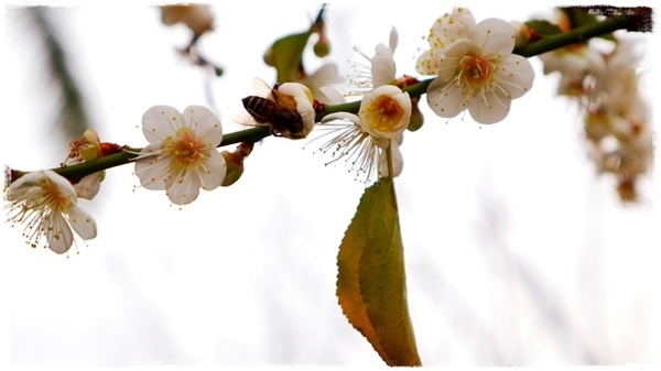 臺北孔廟:【台北◍•ᴗ•◍大同】捷運圓山站✯賞梅景點・台北市孔廟文化園區賞梅|雪白梅花的花瓣隨風飄逸,一片梅吹雪