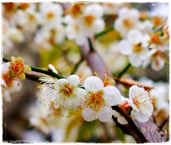 臺北孔廟:【台北◍•ᴗ•◍大同】捷運圓山站✯賞梅景點・台北市孔廟文化園區賞梅|雪白梅花的花瓣隨風飄逸,一片梅吹雪