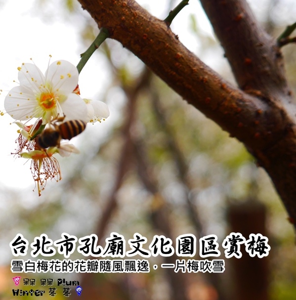 臺北孔廟:【台北◍•ᴗ•◍大同】捷運圓山站✯賞梅景點・台北市孔廟文化園區賞梅|雪白梅花的花瓣隨風飄逸,一片梅吹雪