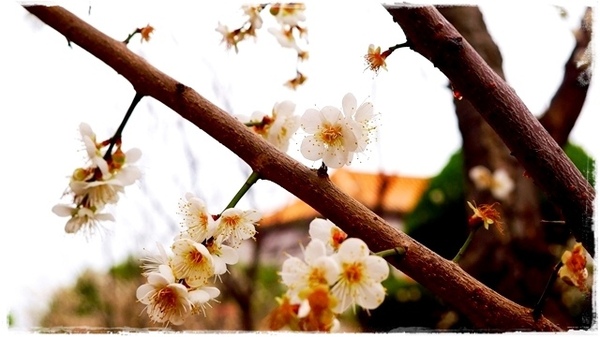 臺北孔廟:【台北◍•ᴗ•◍大同】捷運圓山站✯賞梅景點・台北市孔廟文化園區賞梅|雪白梅花的花瓣隨風飄逸,一片梅吹雪