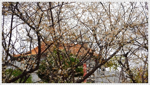 臺北孔廟:【台北◍•ᴗ•◍大同】捷運圓山站✯賞梅景點・台北市孔廟文化園區賞梅|雪白梅花的花瓣隨風飄逸,一片梅吹雪