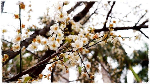 臺北孔廟:【台北◍•ᴗ•◍大同】捷運圓山站✯賞梅景點・台北市孔廟文化園區賞梅|雪白梅花的花瓣隨風飄逸,一片梅吹雪