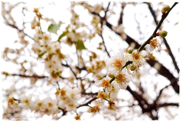 臺北孔廟:【台北◍•ᴗ•◍大同】捷運圓山站✯賞梅景點・台北市孔廟文化園區賞梅|雪白梅花的花瓣隨風飄逸,一片梅吹雪