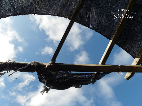 許莉。黃金咖啡