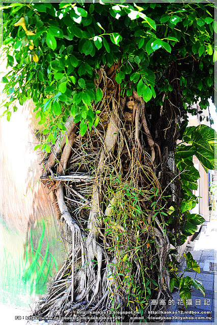 藍晒圖文創園區:【臺南】南區。藍晒圖文創園區