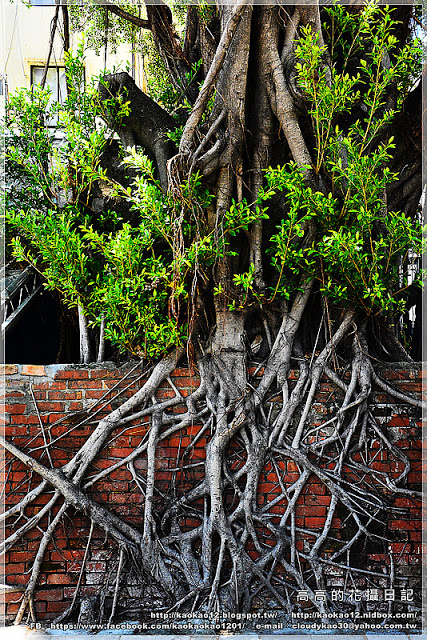 藍晒圖文創園區:【臺南】南區。藍晒圖文創園區