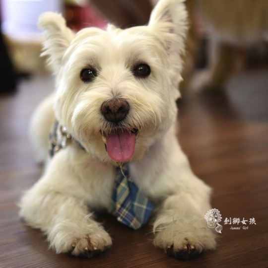 寵物配件ZAZAZOO 3.jpg