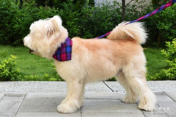 寵物配件ZAZAZOO 12.jpg