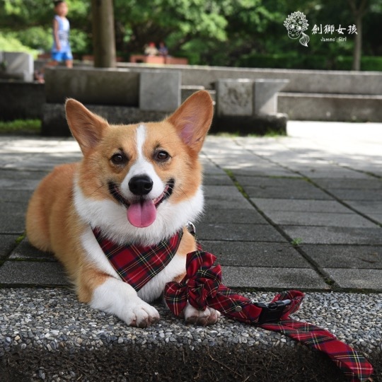 寵物配件ZAZAZOO 14.jpg