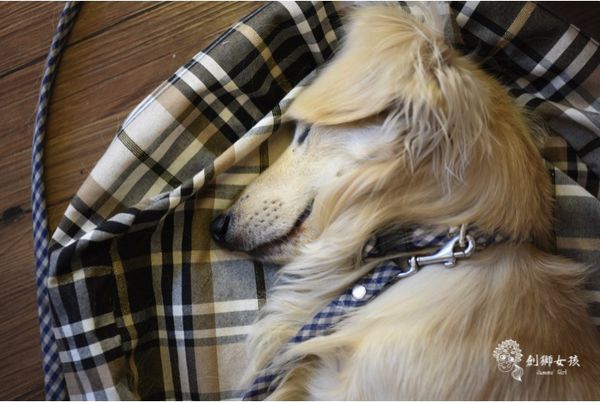 寵物配件ZAZAZOO 7.jpg