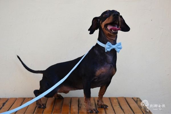 寵物配件ZAZAZOO 9.jpg