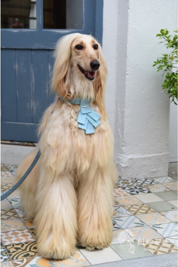 寵物配件ZAZAZOO 2.jpg