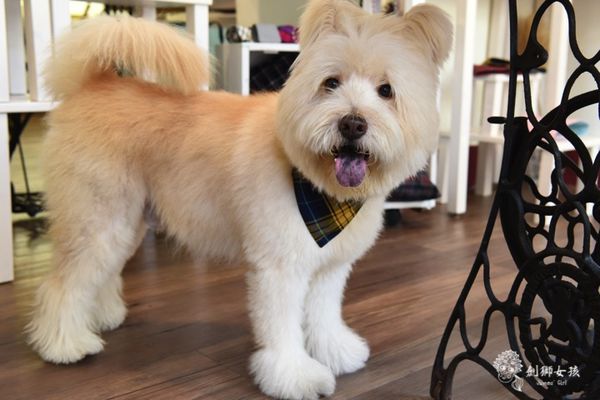 寵物配件ZAZAZOO 13.jpg