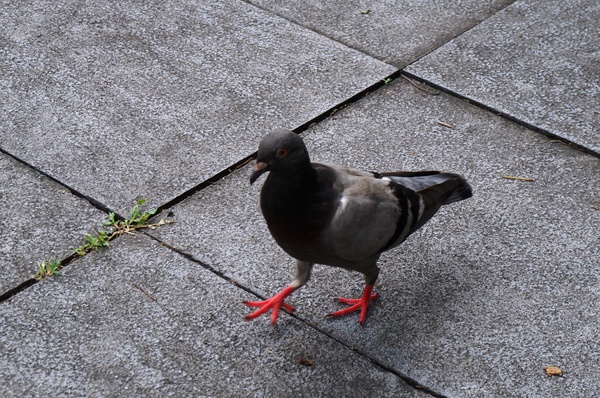 有時候紅豆餅:民生社區 - 有時候紅豆餅:一吃就愛上!