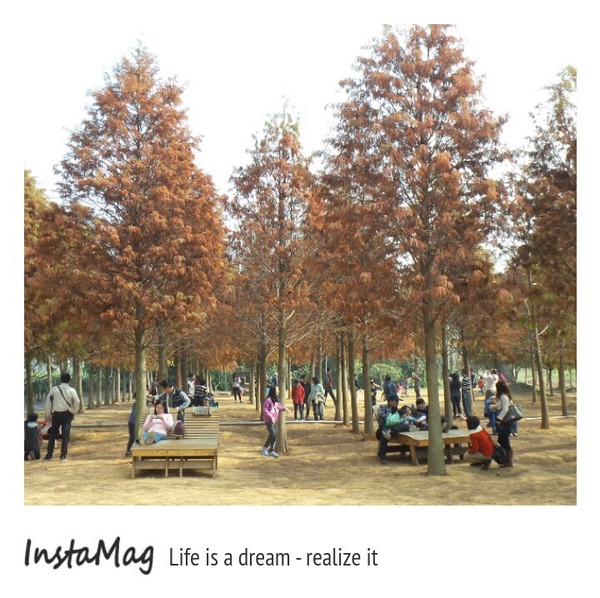 南投市八卦路落羽松秘境：南投市八卦路落羽松秘境