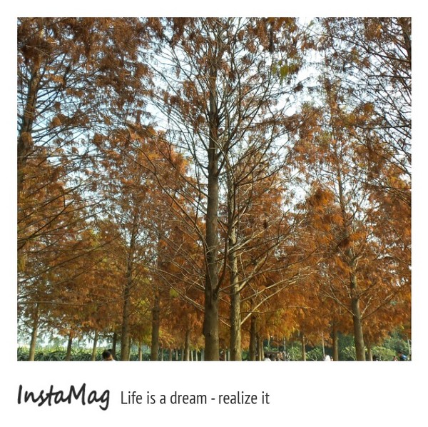 南投市八卦路落羽松秘境：南投市八卦路落羽松秘境