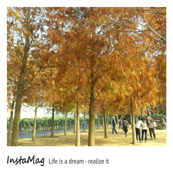 南投市八卦路落羽松秘境：南投市八卦路落羽松秘境