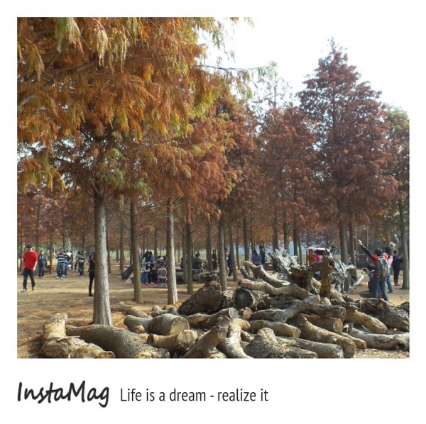 南投市八卦路落羽松秘境：南投市八卦路落羽松秘境