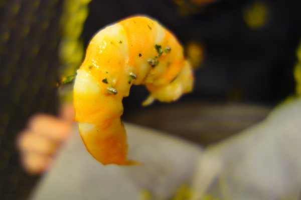 義樓Italiano：1031223[官本金文愛台灣]台中市北區與P小姐一起嗜賣嚐鮮義樓Italiano時尚工業風美味比薩魂還有燉飯與義大利麵