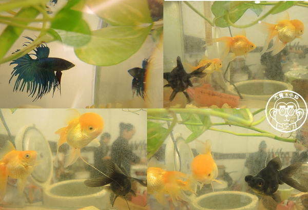 飯屋木芥子 こけし Bistro Kokeshi：呷飽祙【台北大同･飯屋木芥子】每天限量的日式家庭料理