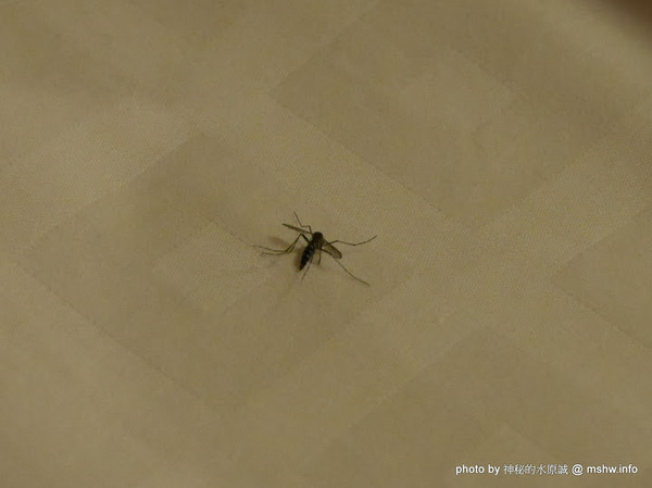 禪與松休閒養生會館：【景點】南投禪與松休閒養身會館@水里 : 最後的秘境？! 私人招待所變身檜木屋度假山莊